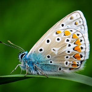 1000 Papillons du monde embellissent notre planète 1
