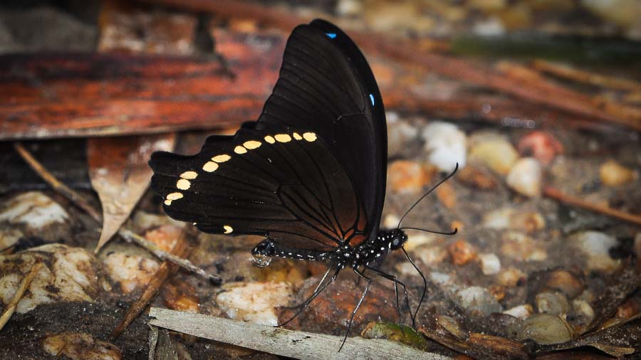 Papilio nireus - Machaon à bandes vertes étroites
