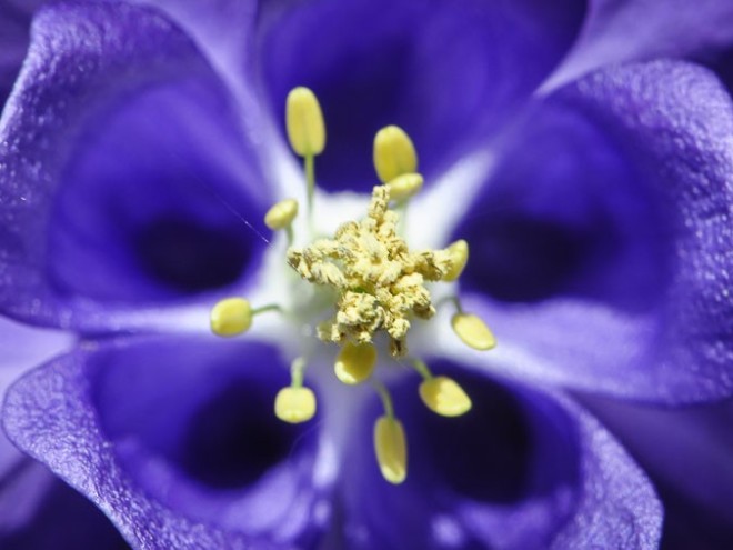 Fleur d'Ancolie commune - Aquilegia vulgaris