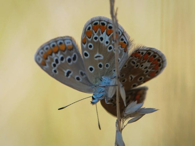 Polyommatus icarus - Azuré commun femelle