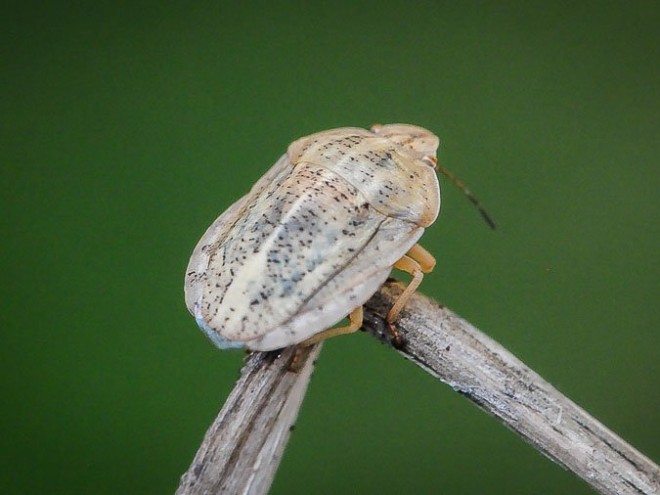 Eurygaster maura - La Punaise des céréales