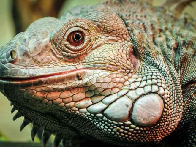 Iguana iguana - Iguane commun