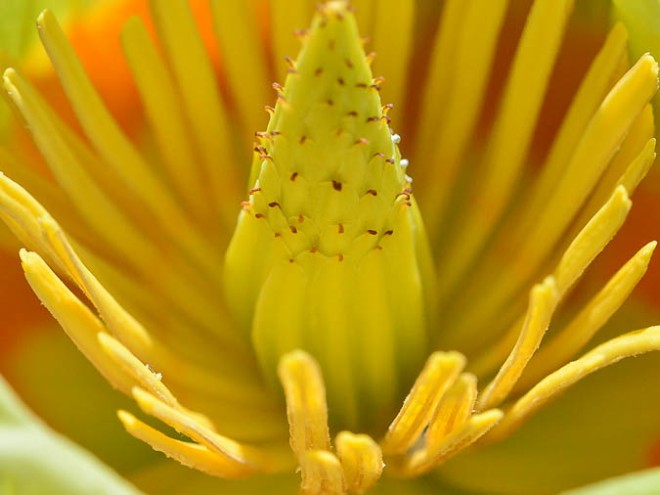 Fleur du Tulipier de Virginie