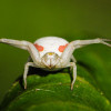 Araignée-crabe ou Thomise variable