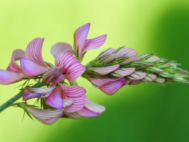 Fleur de Sainfoin - Onobrychis viciifolia