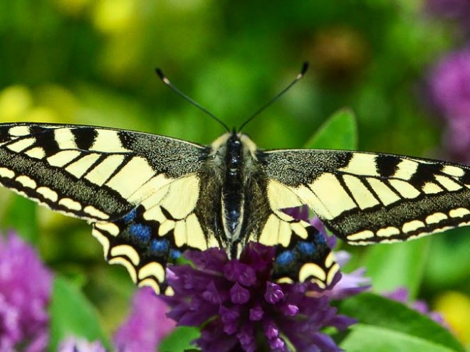 Papilio machaon - Le Machaon