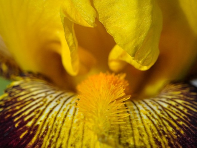 Iris germanica - Iris hybride
