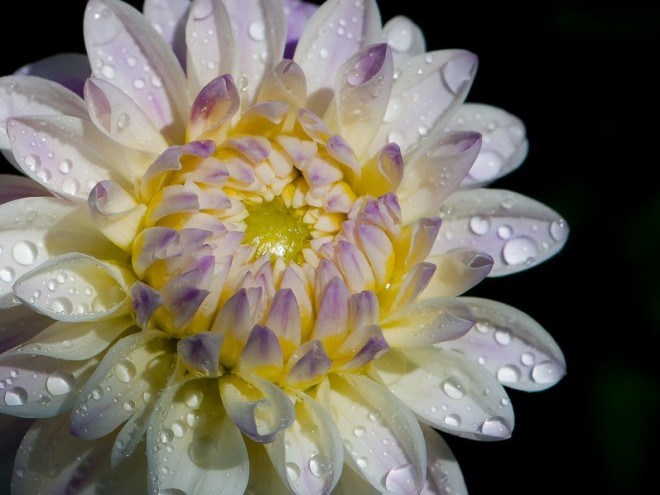 Fleur de Dahlia rayonnant