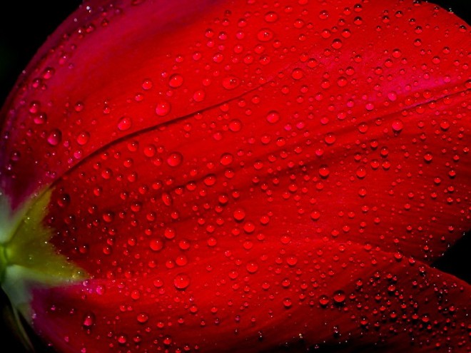 Gouttes de pluie sur pétales de tulipe