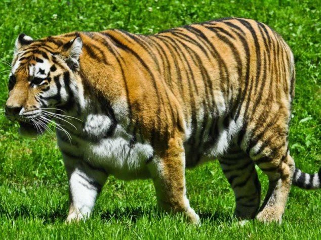 Tigre d'Afrique - Panthera tigris